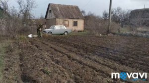 Весенняя посадка воздушки чеснока Любаша. #чеснок#посадка#воздушка#озимый чеснок