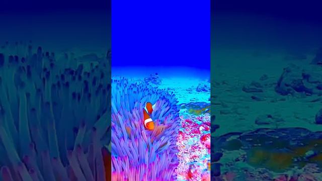 Рыба клоун смотреть онлайн