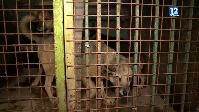Приюты Череповца бьют тревогу: не хватает кормов и средств на лечение смотреть онлайн