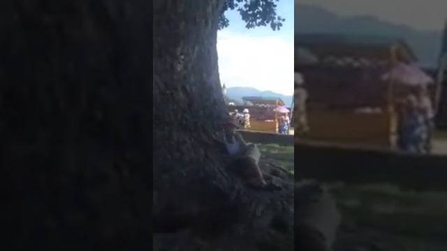 На дерево тюльпанов смотреть онлайн