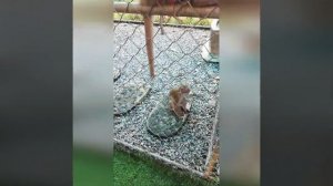 Обезьянки во Вьетнаме на Партийном собрании. Маленькие Попрошайки!