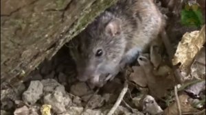 Лесная мышь - интересные факты, животные Евразии, мышь полёвка