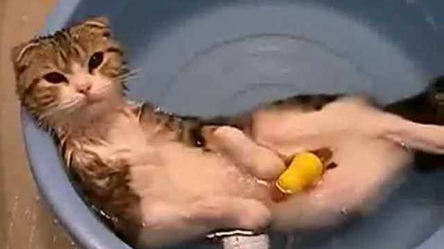 Кот на расслабоне / www.kengarags.ru смотреть онлайн