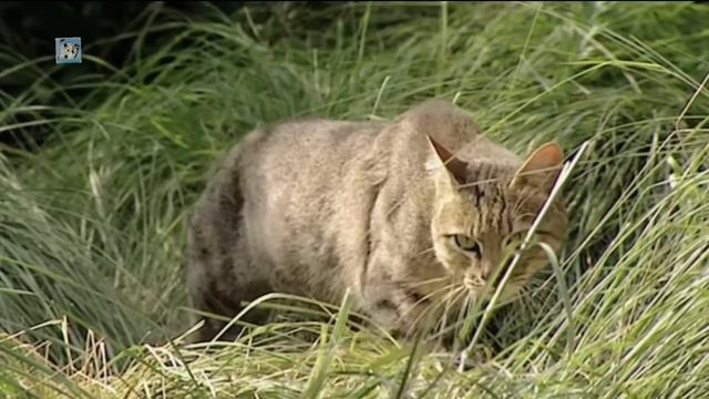 क्या कुत्ते जंगली जानवरों को हरा सकते हैं | Lion Vs Dogo Argentino Vs Cheetah Vs Pitbull смотреть онлайн