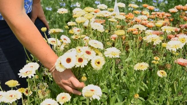 Calendula 'Ivory Princess' смотреть онлайн