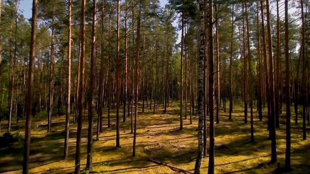 Лес. Спокойная музыка. Пение птиц / Forest. Calm music. Birdsong смотреть онлайн