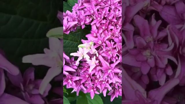 #hydrangea You and me Princess Diana#macrophylla #гортензия #гортензія #hortensia #beautiful #flowe смотреть онлайн