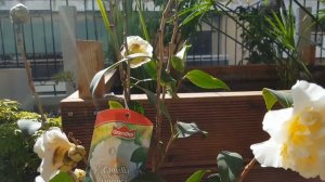 Camelia(Камелия) не распускает бутоны-что делать?