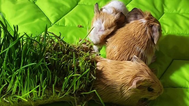 Уход за новорождёнными морскими свинками. смотреть онлайн
