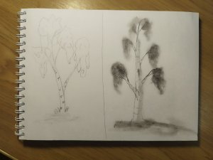 Как легко нарисовать берёзу простым карандашом поэтапно