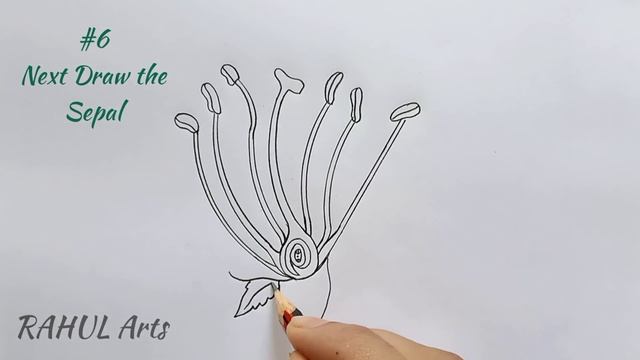 How to draw Longitudinal Section of Flower | L.S of a Flower ; Class 10 смотреть онлайн