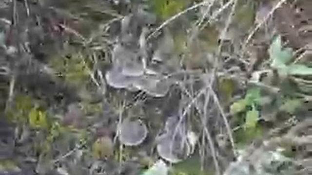 Micología En La Subbetica,casa Rural,posada La Niña Margarita,priego,carcabuey,senderismo