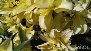 Махровая лилия ОТ- гибрид Экзотик сан.