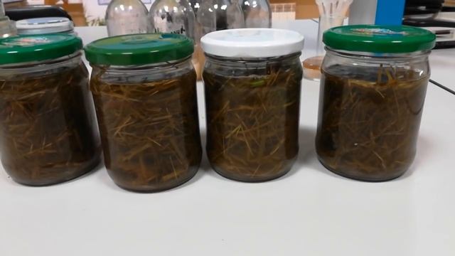 Завонял всю лабораторию!!! А все из-за зеленого удобрения! Дошла очередь и до него! смотреть онлайн