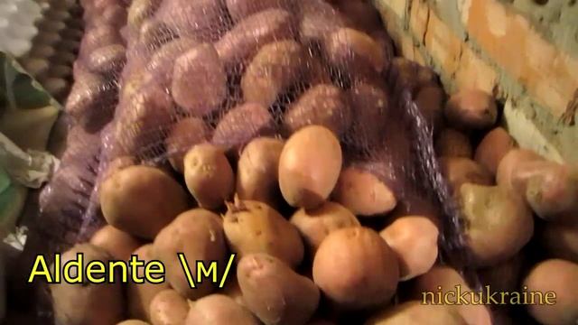 Картошка Хранение в теплом подвале = Эксперимент смотреть онлайн
