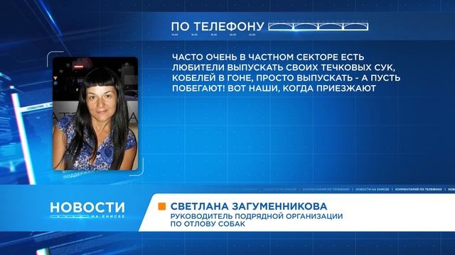 «Собачье дело»: почему количество бродячих животных растет, несмотря на отлов и стерилизацию? смотреть онлайн