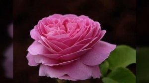 Красивые картинки цветов