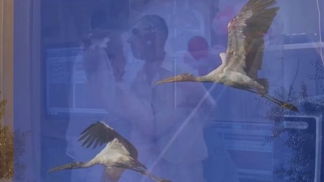 Играй, маэстро! - Песни под баян смотреть онлайн