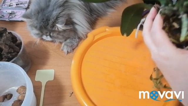 #Пересадка орхидеи ПринцЛеопард#Смотримкорни#8месяцев в магазином грунте#Немного о Мелиссе# смотреть онлайн