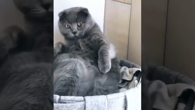 Что это было?