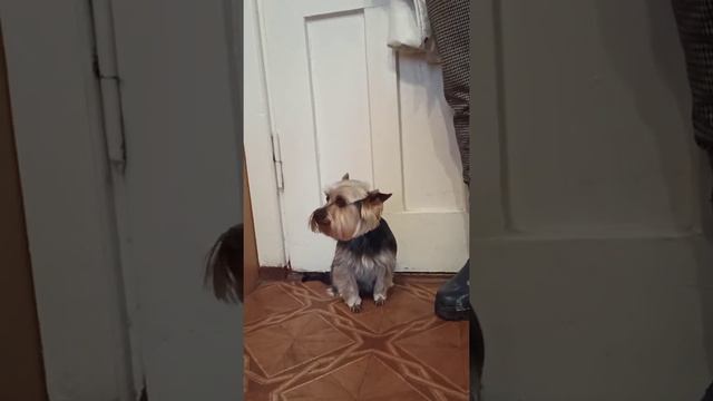 Yorkshire Terrier Zhuzha got a hygienic haircut./ Йорк Жужа сделала гигиеническую стрижку. смотреть онлайн