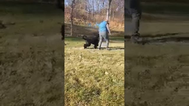 Черный  терьер