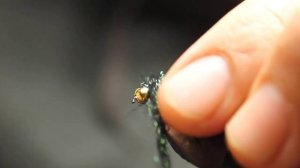 Уловистая мушка. Сибирская нимфа. Мушка на Хариуса.