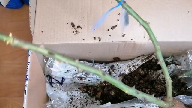 Обзор РОЗ от организатора Марины Гридиной (одноклассники). ???#розы#уральскиерозыанныгерман#обзорро смотреть онлайн