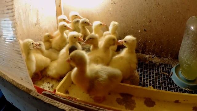 Молодые гусята. Небольшой обзор. смотреть онлайн