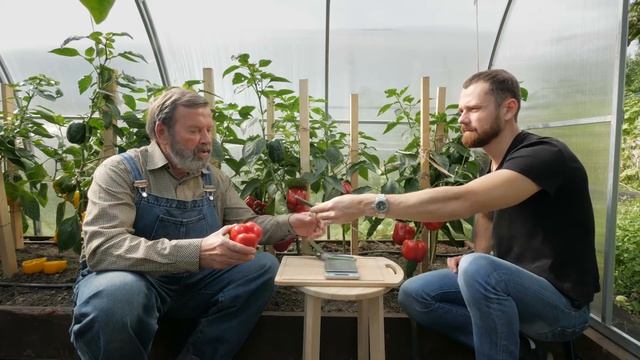 ПЕРЕЦ СЛАДКИЙ ПАРТНЕР F1 легендарный гибрид