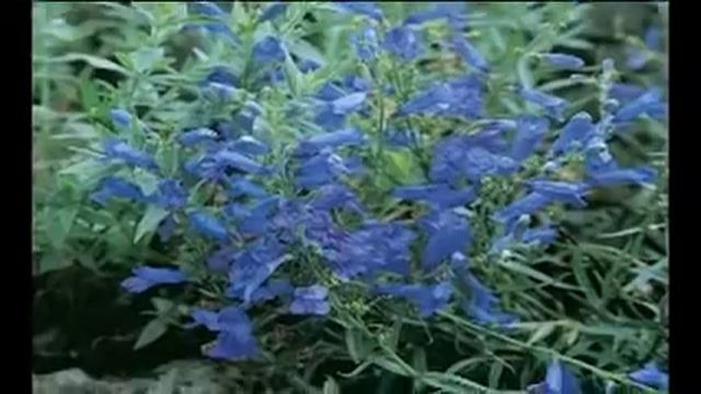 Perennial Penstemon Collection смотреть онлайн