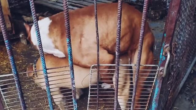 вторая #вязка "Буч" "Альфа" #последняя #вязка смотреть онлайн