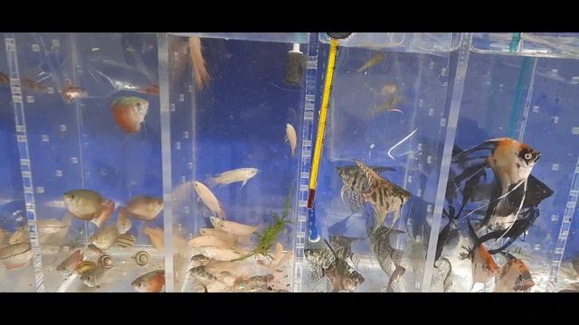 РЫБКИ. ИРКУТСК. СВЕРДЛОВСКИЙ РЫНОК. смотреть онлайн