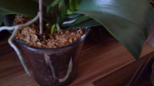 Обзор моих орхидей, октябрь 2018 смотреть онлайн