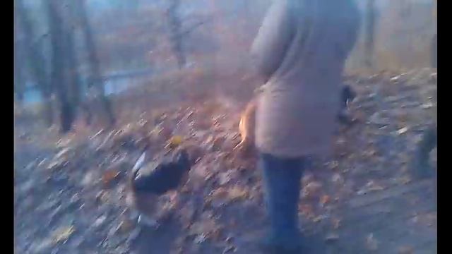 Утро в кругу друзей щенка бигля(5 месяцев)Morning with friends beagle puppy (5 months) смотреть онлайн