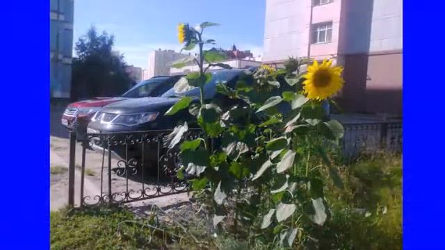 ямал..новый уренгой ,,,авт н базелюк(худорожкова) смотреть онлайн