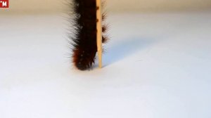 БольшААя волосатая! Гусеница "Медведица-кайя"