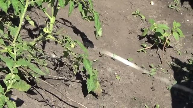 Большой полосатый паук гнездо пауков смотреть онлайн