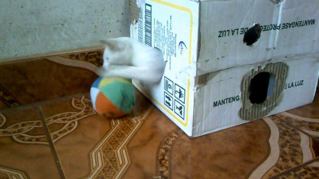 gatito tierno y jugueton /funny cats / humorous and funny kitten смотреть онлайн