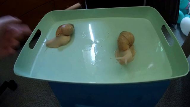 Мои новые домашние питомцы улитки Ахатина смотреть онлайн