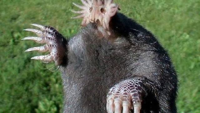 Топ 10 самых необычных животных в мире смотреть онлайн