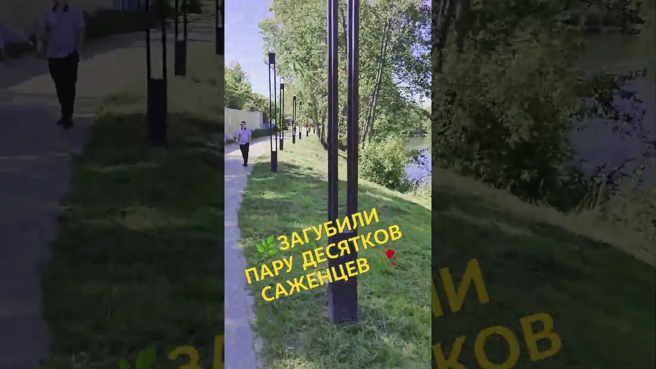 ЗАГУБИЛИ ПАРУ ДЕСЯТКОВ САЖЕНЦЕВ #старыйоскол #саженцы #саженец #благоустройство #гладков смотреть онлайн