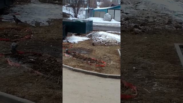 Ворона дёргает за хвост кота. смотреть онлайн