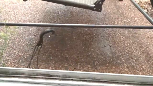 Наша собака Дейзи и птичка (самочка Красного кардинала) смотреть онлайн