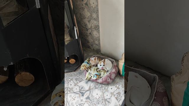 Любая порода собак бесплатно смотреть онлайн