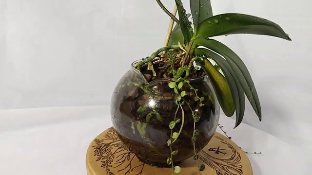 фаленопсис, спутник бонсай смотреть онлайн