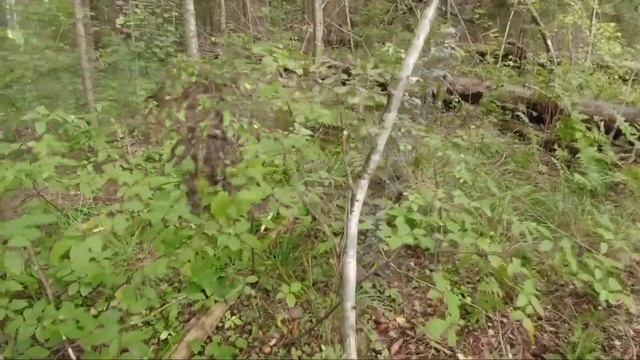 Грибной сезон 2021 на Новгородчине открыт! ОЧЕНЬ МНОГО БЕЛЫХ! Тихая охота! смотреть онлайн