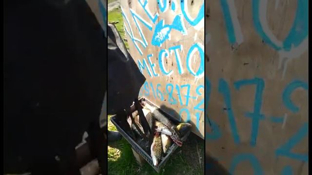 14 720 Ледово Подмосковье смотреть онлайн