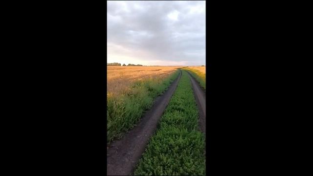 Поле Пшеницы, Как на Картинах Ивана Шишкина, Пшеница Среди Злаков Царица! Валерия Еремеева Картины смотреть онлайн