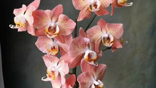 Phal. Leco Fantastic - фаленопсис Леко Фантастик в домашнем цветении смотреть онлайн